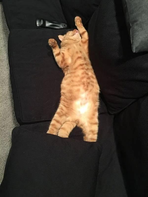 一秒变猫主人 10张超爆笑的“流浪猫选中新主人”的照片!