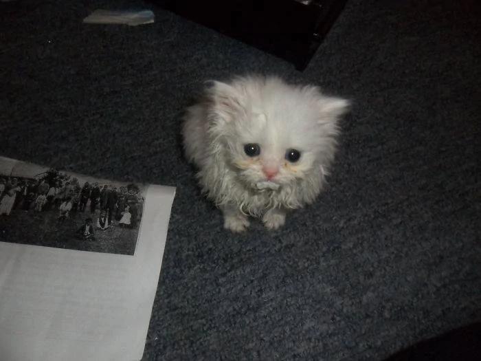 一秒变猫主人 10张超爆笑的“流浪猫选中新主人”的照片!