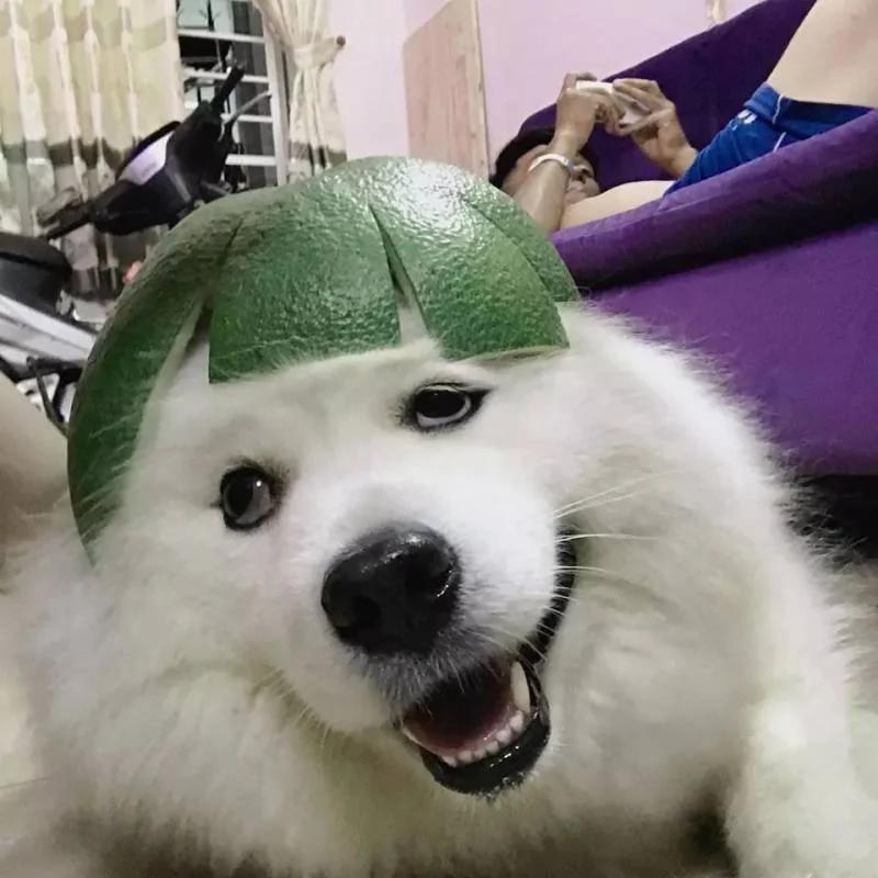 萨摩耶胖成一只肥企鹅!爽躺主人大腿的模样 根本是小少爷!