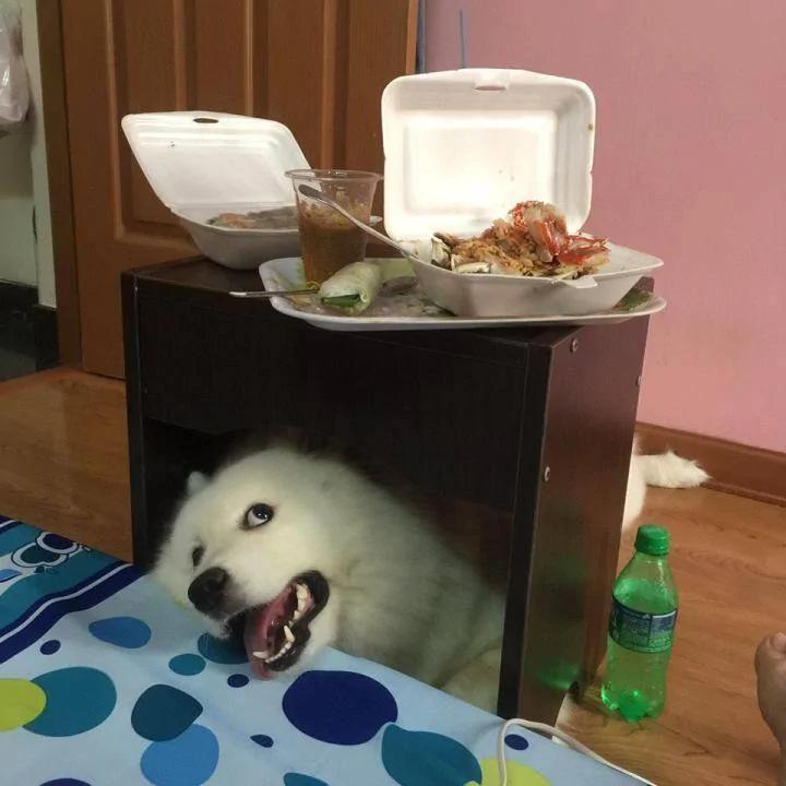 萨摩耶胖成一只肥企鹅!爽躺主人大腿的模样 根本是小少爷!