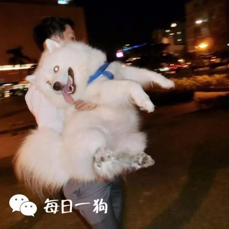 萨摩耶胖成一只肥企鹅!爽躺主人大腿的模样 根本是小少爷!