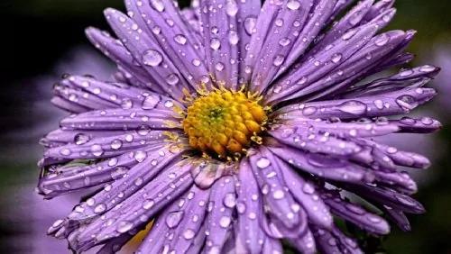 节气“雨水”多特别?水獭会祭鱼!