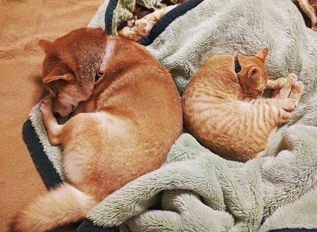 柴柴跟橘猫突然发现“新成员报到”:超莫名反应 网友笑翻!