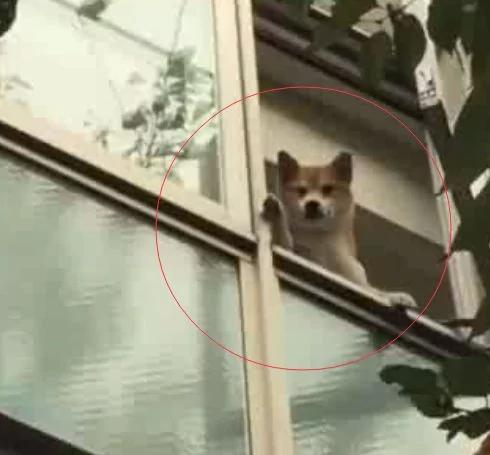 主人下楼,看到家里柴犬在阳台上站着 还朝他挥手!