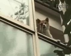 主人下楼,看到家里柴犬在阳台上站着 还朝他挥手!