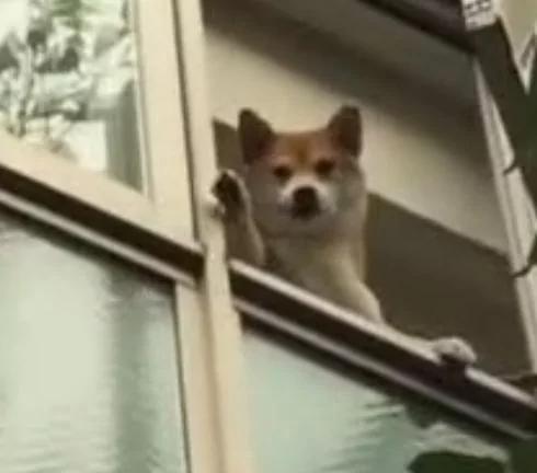 主人下楼,看到家里柴犬在阳台上站着 还朝他挥手!