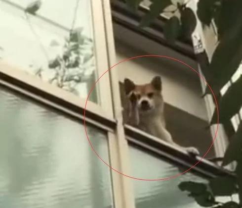 主人下楼,看到家里柴犬在阳台上站着 还朝他挥手!
