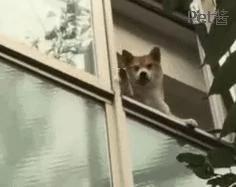 主人下楼,看到家里柴犬在阳台上站着 还朝他挥手!