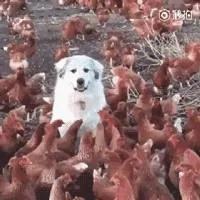 被大白熊给暖到了 被小羊乱踩都毫无怨言 眼神还是那么温柔!