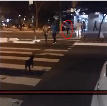 这只狗狗过马路几乎成了网红 但不是因为姿势优美!
