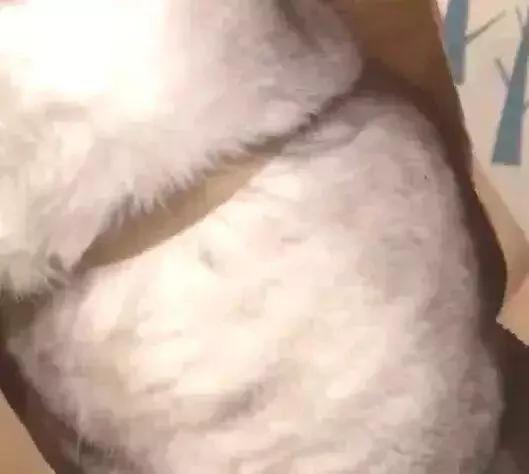 猫咪坐在袋子里一动不动 主人总感觉哪里不对劲 走近一看笑喷!