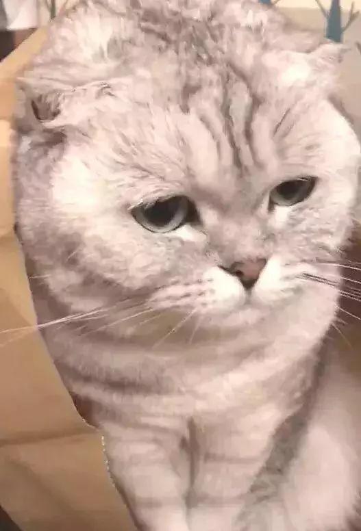 猫咪坐在袋子里一动不动 主人总感觉哪里不对劲 走近一看笑喷!