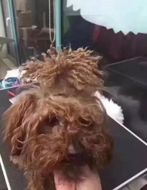 主人在泰迪头顶扎了个小辫子 两个月没有摘 结果主人只能这么做