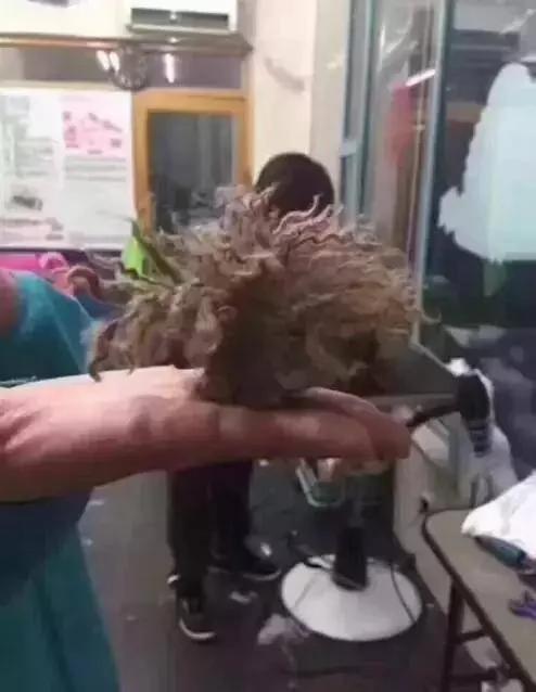 主人在泰迪头顶扎了个小辫子 两个月没有摘 结果主人只能这么做