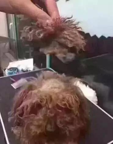 主人在泰迪头顶扎了个小辫子 两个月没有摘 结果主人只能这么做