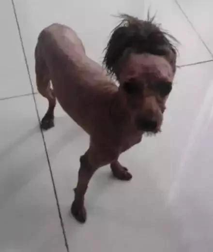 主人在泰迪头顶扎了个小辫子 两个月没有摘 结果主人只能这么做