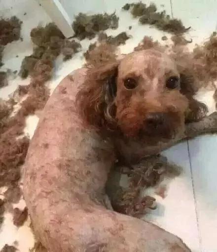 主人在泰迪头顶扎了个小辫子 两个月没有摘 结果主人只能这么做