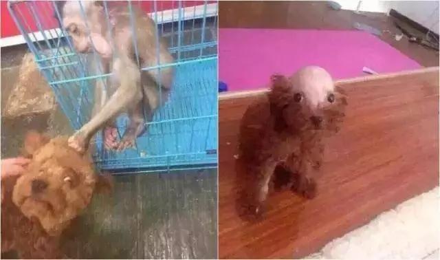 主人在泰迪头顶扎了个小辫子 两个月没有摘 结果主人只能这么做