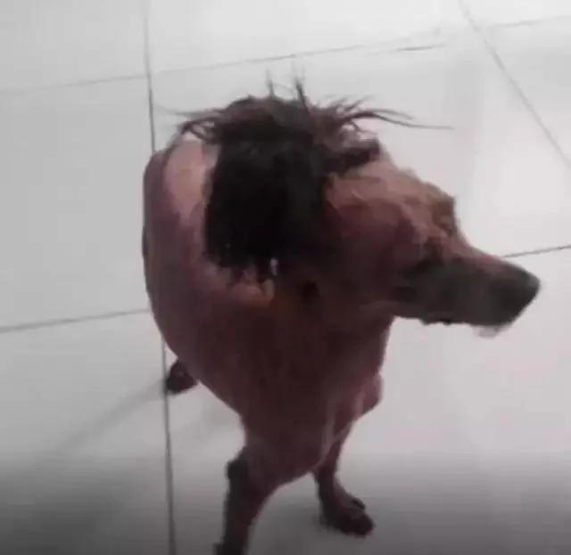 主人在泰迪头顶扎了个小辫子 两个月没有摘 结果主人只能这么做