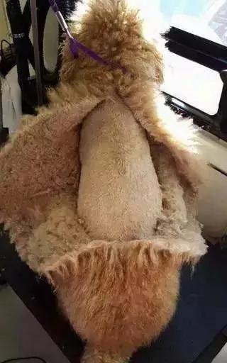 主人在泰迪头顶扎了个小辫子 两个月没有摘 结果主人只能这么做