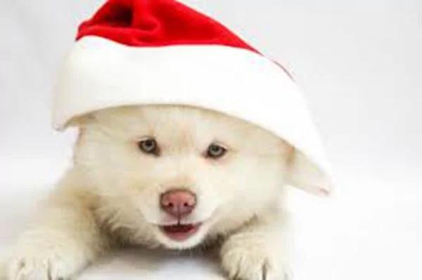 2018狗年话狗 中国古书关于狗的传说