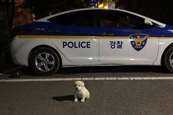 首尔警局收养流浪小雪球 18个月后它竟变成了这样!