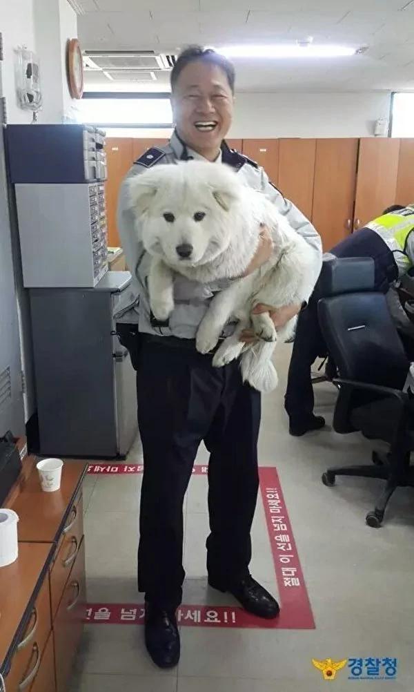 首尔警局收养流浪小雪球 18个月后它竟变成了这样!