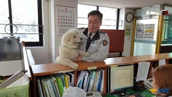 首尔警局收养流浪小雪球 18个月后它竟变成了这样!