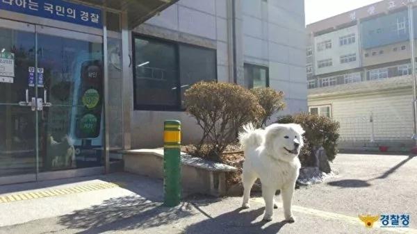 首尔警局收养流浪小雪球 18个月后它竟变成了这样!