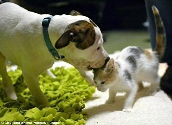 比特犬宝宝遭弃车库 猫妈妈收编视如己出!