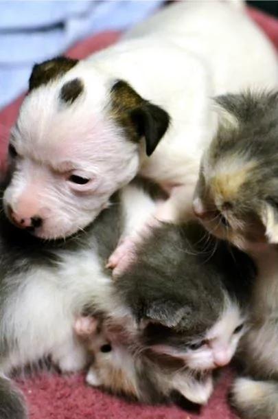 比特犬宝宝遭弃车库 猫妈妈收编视如己出!