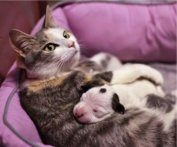 比特犬宝宝遭弃车库 猫妈妈收编视如己出!