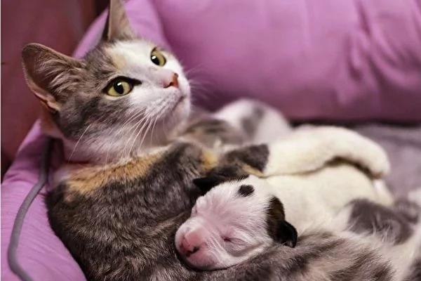 比特犬宝宝遭弃车库 猫妈妈收编视如己出!