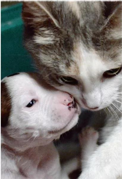比特犬宝宝遭弃车库 猫妈妈收编视如己出!