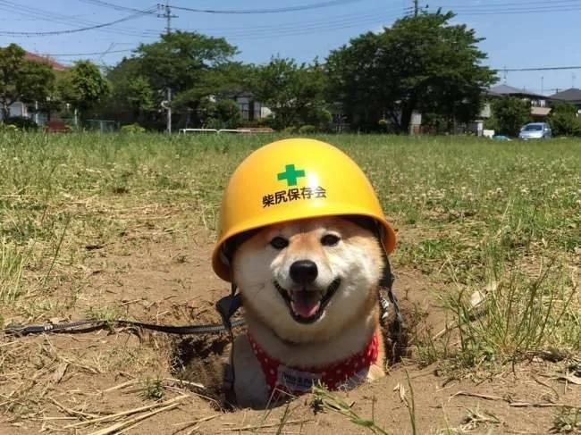 狗狗为了获得称赞 很用力表现的爆笑照片!