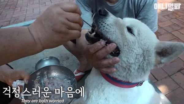 老狗在同伴死后2个月不肯进食 岂料牛排一拿出来 它秒吃完!
