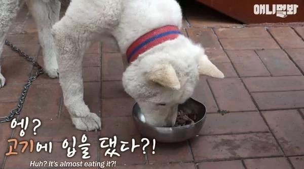老狗在同伴死后2个月不肯进食 岂料牛排一拿出来 它秒吃完!
