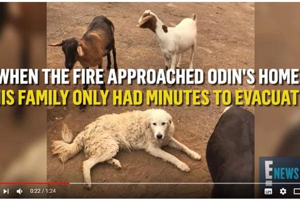 牧羊犬奥丁(Odin)临危不惧 救下它的8名下属