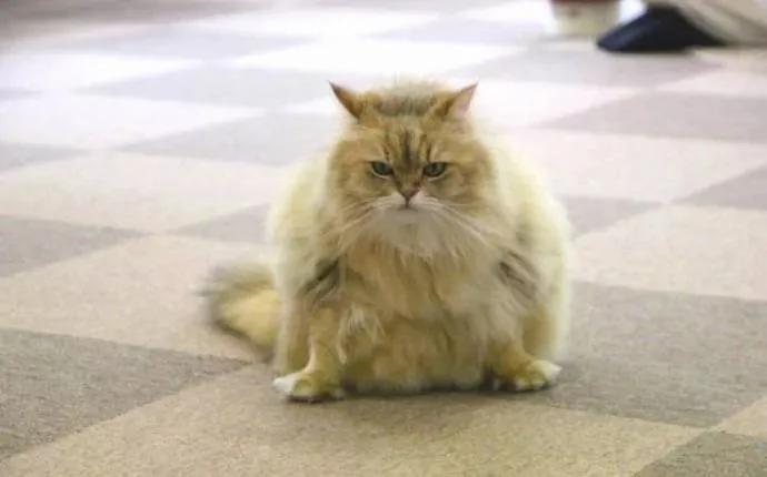 橘猫剪完毛后气场全开 把家里黑猫打趴在地求饶!