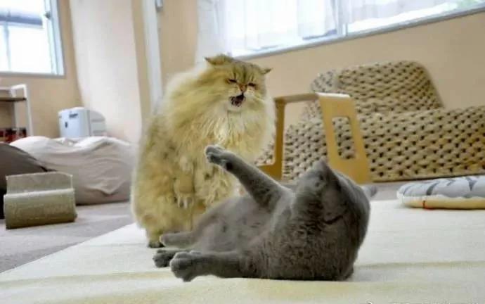 橘猫剪完毛后气场全开 把家里黑猫打趴在地求饶!