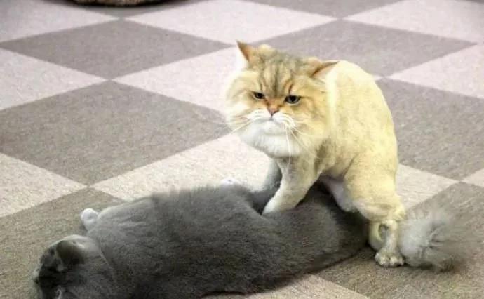 橘猫剪完毛后气场全开 把家里黑猫打趴在地求饶!
