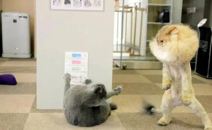 橘猫剪完毛后气场全开 把家里黑猫打趴在地求饶!