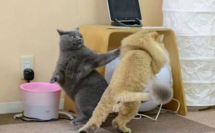 橘猫剪完毛后气场全开 把家里黑猫打趴在地求饶!