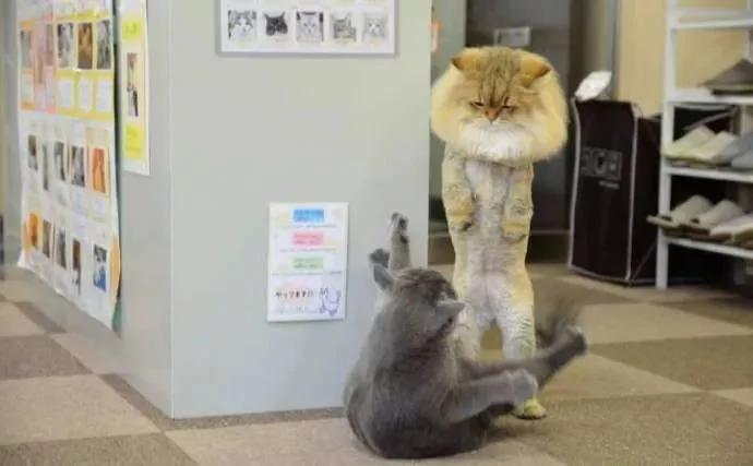 橘猫剪完毛后气场全开 把家里黑猫打趴在地求饶!