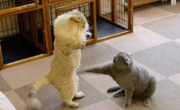 橘猫剪完毛后气场全开 把家里黑猫打趴在地求饶!