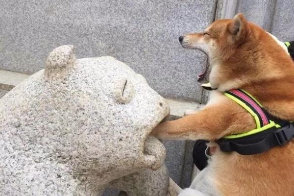 狗影帝!柴柴把小爪放进石像装出痛苦模样引爆笑!