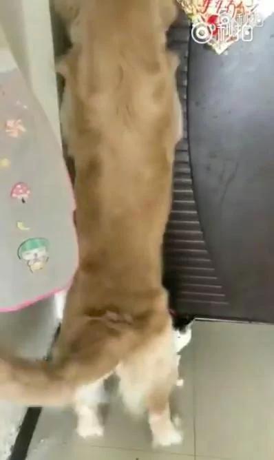 偷吃饲料被抓包!金金叼起猫弟弟到门口直接扔出去!