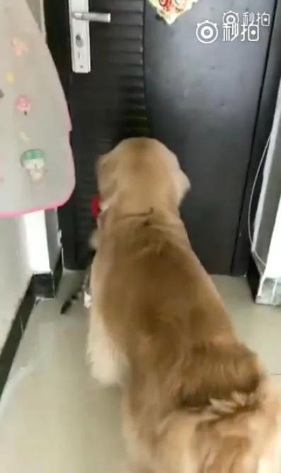 偷吃饲料被抓包!金金叼起猫弟弟到门口直接扔出去!