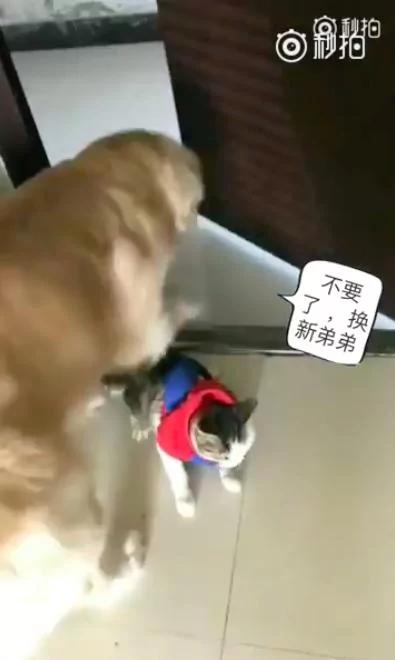 偷吃饲料被抓包!金金叼起猫弟弟到门口直接扔出去!