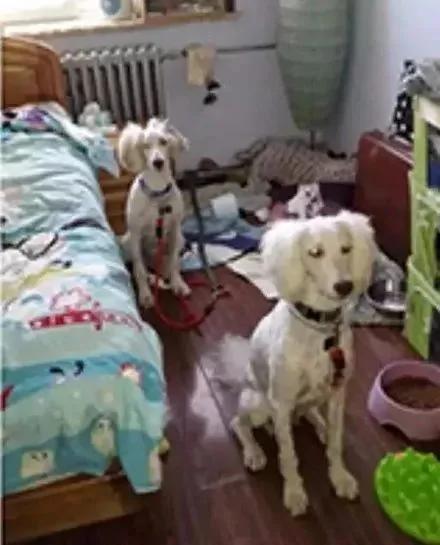 把狗狗交给朋友养后 终于明白什么是塑料情了